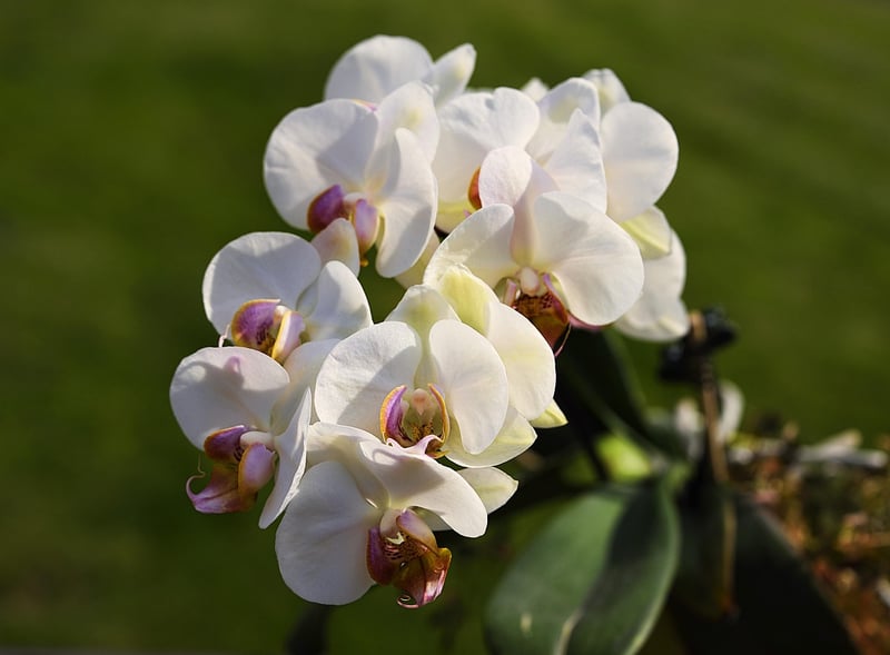 Elegant Orchids