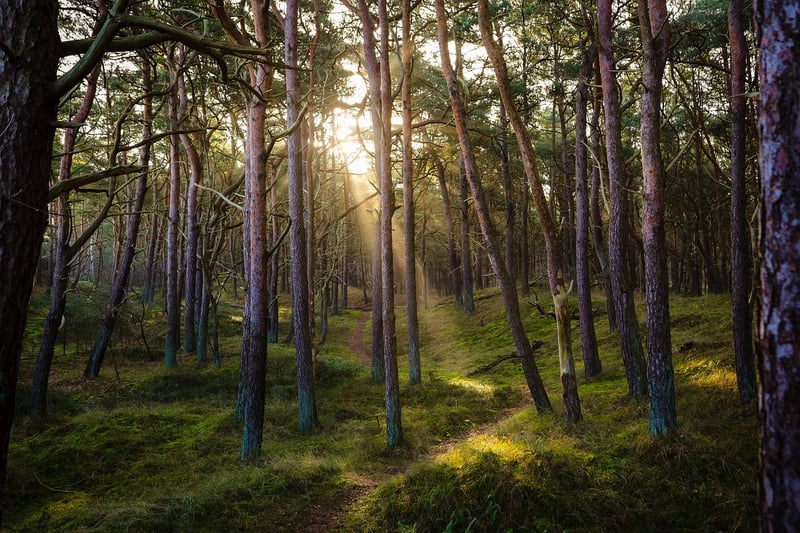 Enchanting Forest